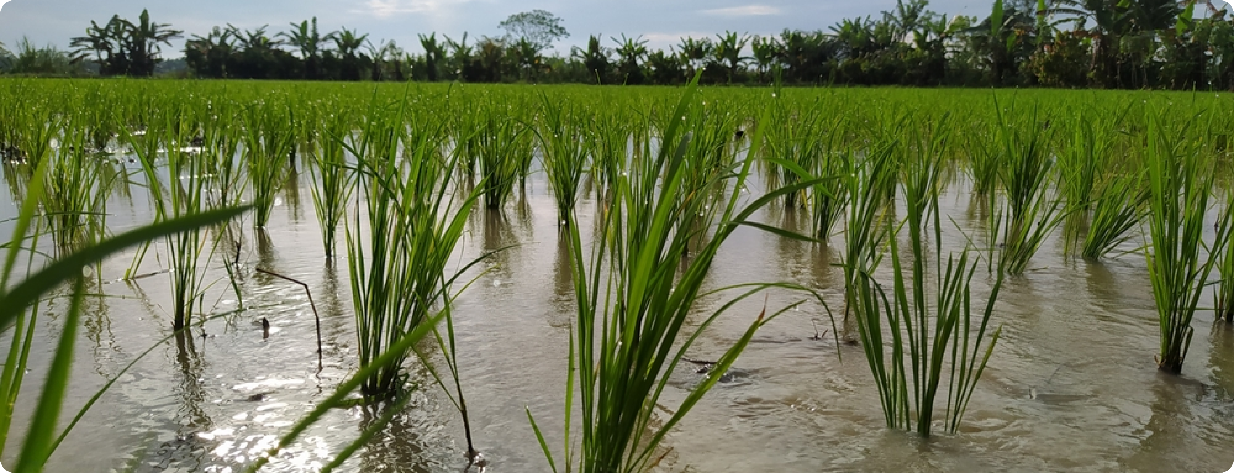 A Science-Backed Journey from Soil to Superfoods